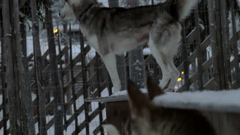 Husky-dogs-in-outdoor-cage