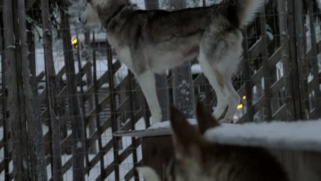 perros husky en jaula al aire libre