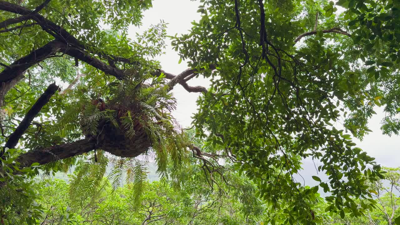 Wide shot of epiphytic fern growing on tree branch, bright daylight, gentle camera pan upward