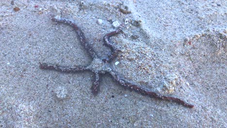 moving starfish in water at the green bowl beach in uluwatu bali indonesia