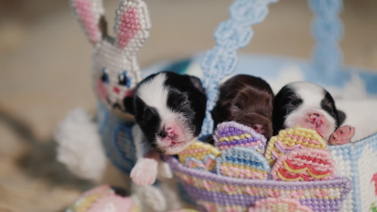cachorro recién nacido cerca de los huevos de pascua 03
