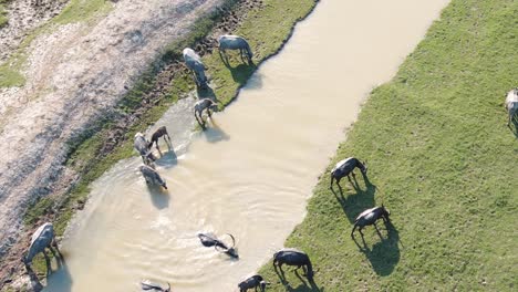 Manada-De-Búfalos-Pastando-Y-Nadando-Dentro-De-Un-Pozo-De-Agua-Turbia,-Drone-Aéreo