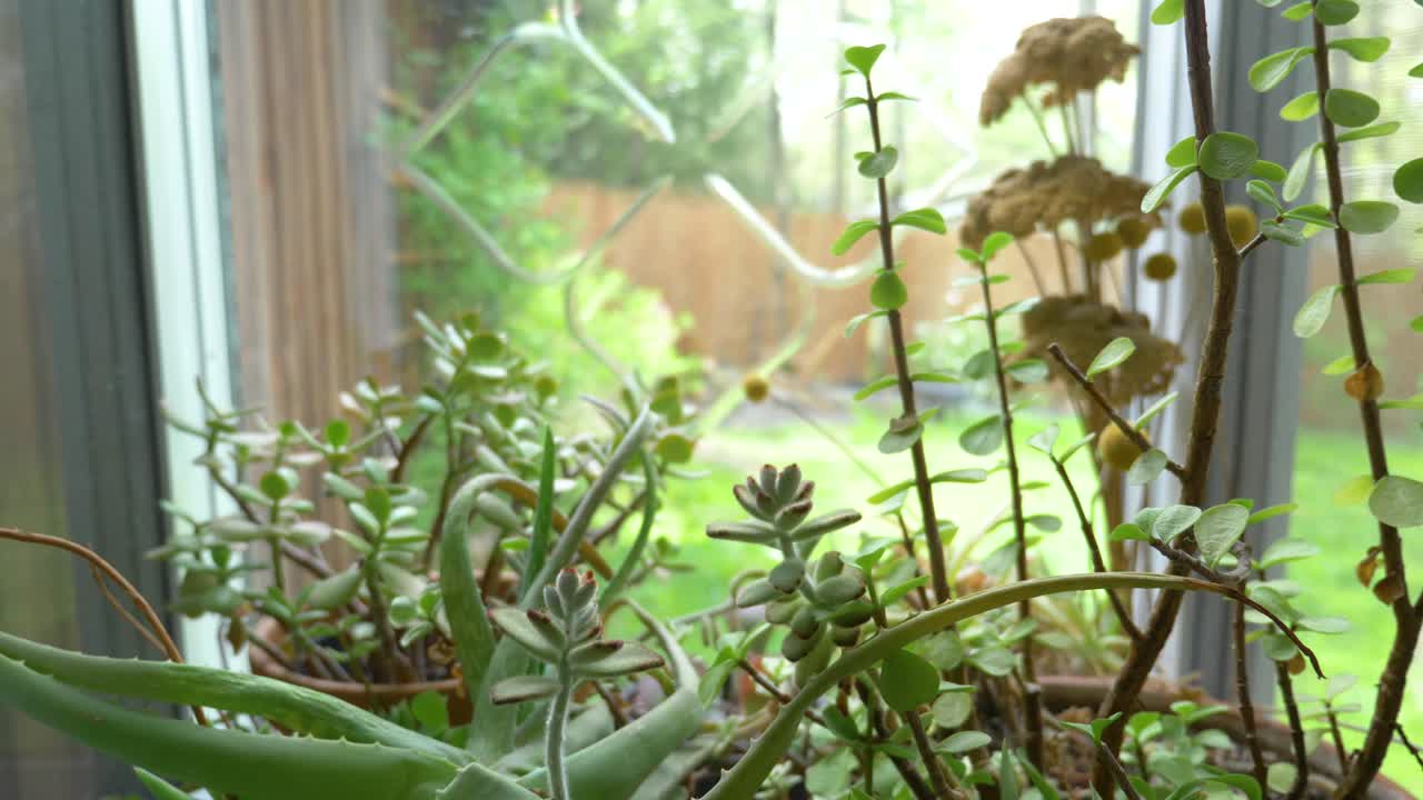 Beautiful green succulent plants indoors of a bright summer sunny window in a wooden cottage close-up dolly shot 4K slow motion