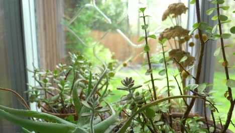 beautiful green succulent plants indoors of a bright summer sunny window in a wooden cottage close-up dolly shot 4k slow motion