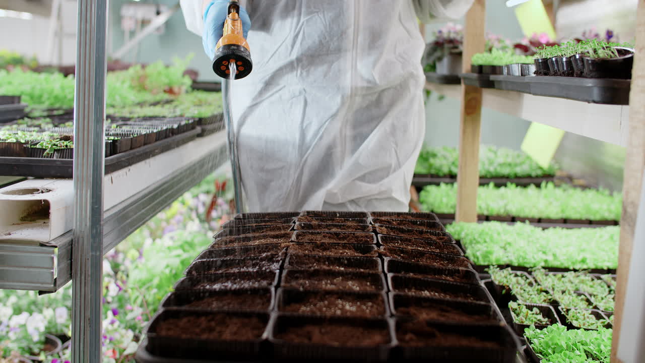 A worker watering seedlings in a greenhouse