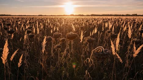 a serene field of sunflowers under a glowing sunset, capturing the essence of nature's beauty and tranquility in a vibrant landscape