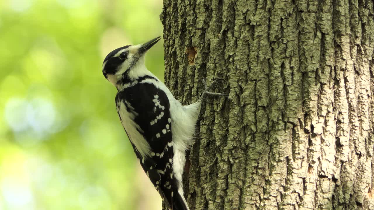 pájaro carpintero peludo perforando corteza de árbol y creando un agujero en el bosque, comportamiento de aves silvestres