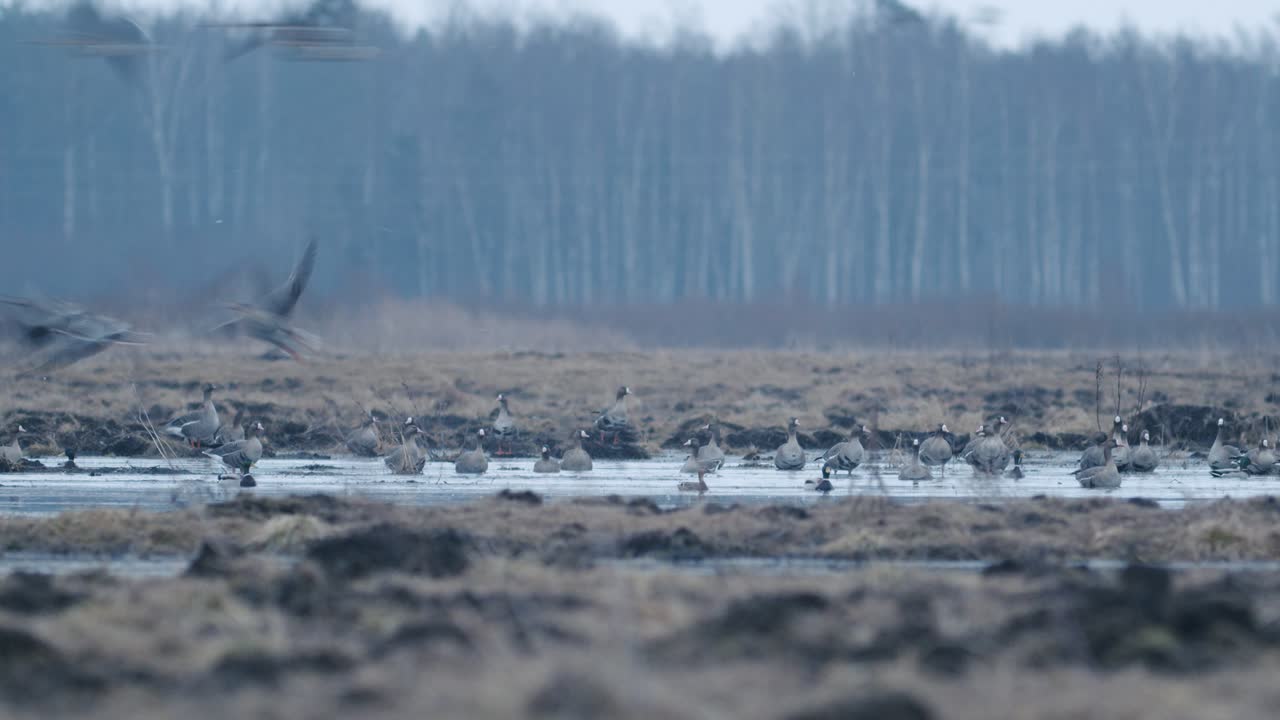 rebaño de gansos durante la migración de primavera a primera hora de la mañana al anochecer alimentándose y volando en el campo