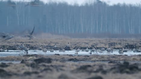 Gänse-Strömen-Während-Der-Frühjahrswanderung-In-Der-Frühen-Morgendämmerung,-Füttern-Und-Fliegen-Auf-Dem-Feld