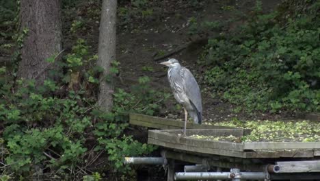 A-Grey-Heron,-Ardea-cinerea,-perched-on-a-fishing-platform-by-lake