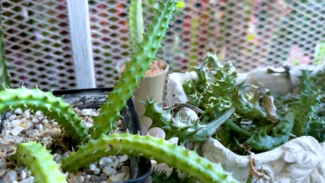 cactus plant growing in a greenhouse environment