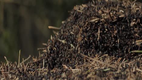 a collective of ants forms an anthill