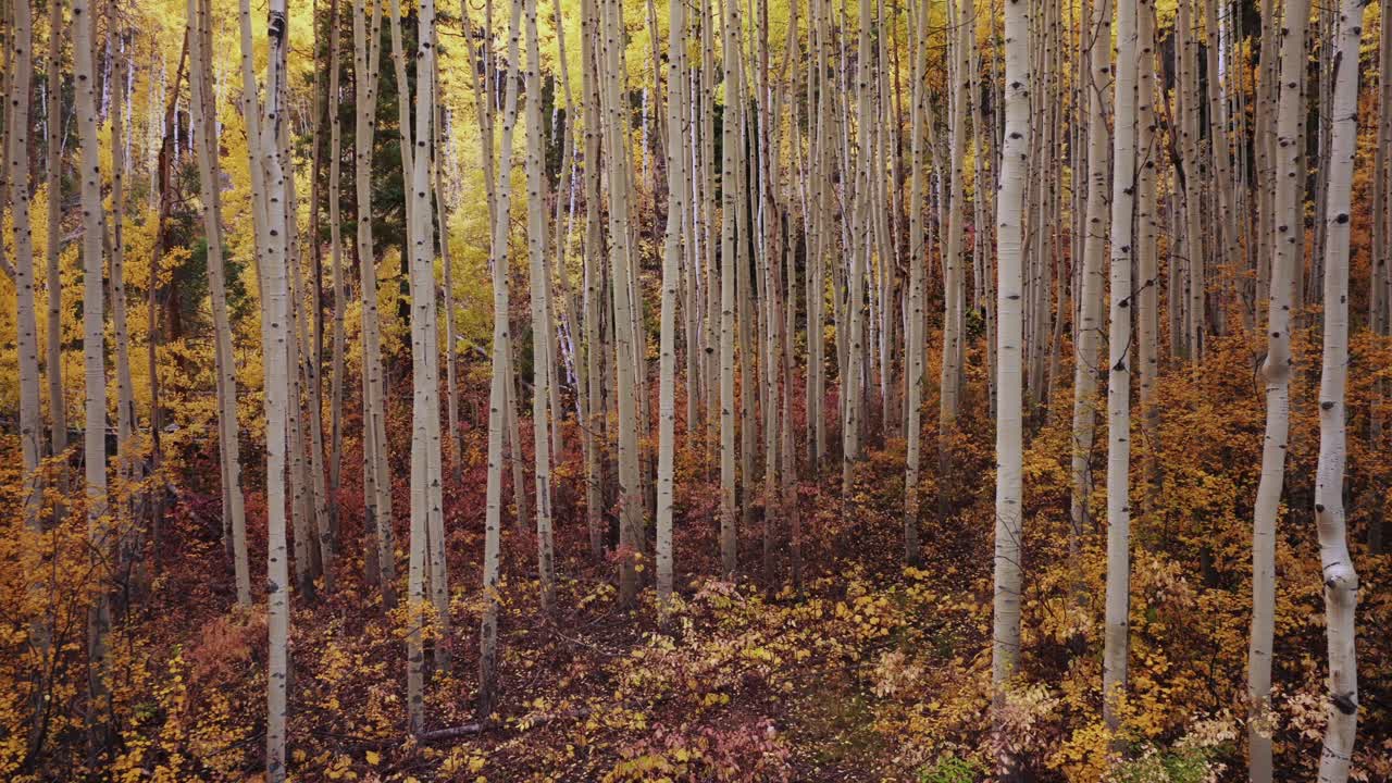 Kebler Pass Colorado Autunno Alberi di pioppo tremulo boschetto foresta aerea drone Crested Butte Telluride Aspen Snowmass Breckenridge Minturn Vail Montagne Rocciose denso colorato nuvoloso mattina movimento pan left