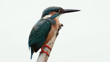 Eurasischer-Eisvogel,-Alcedo-Atthis