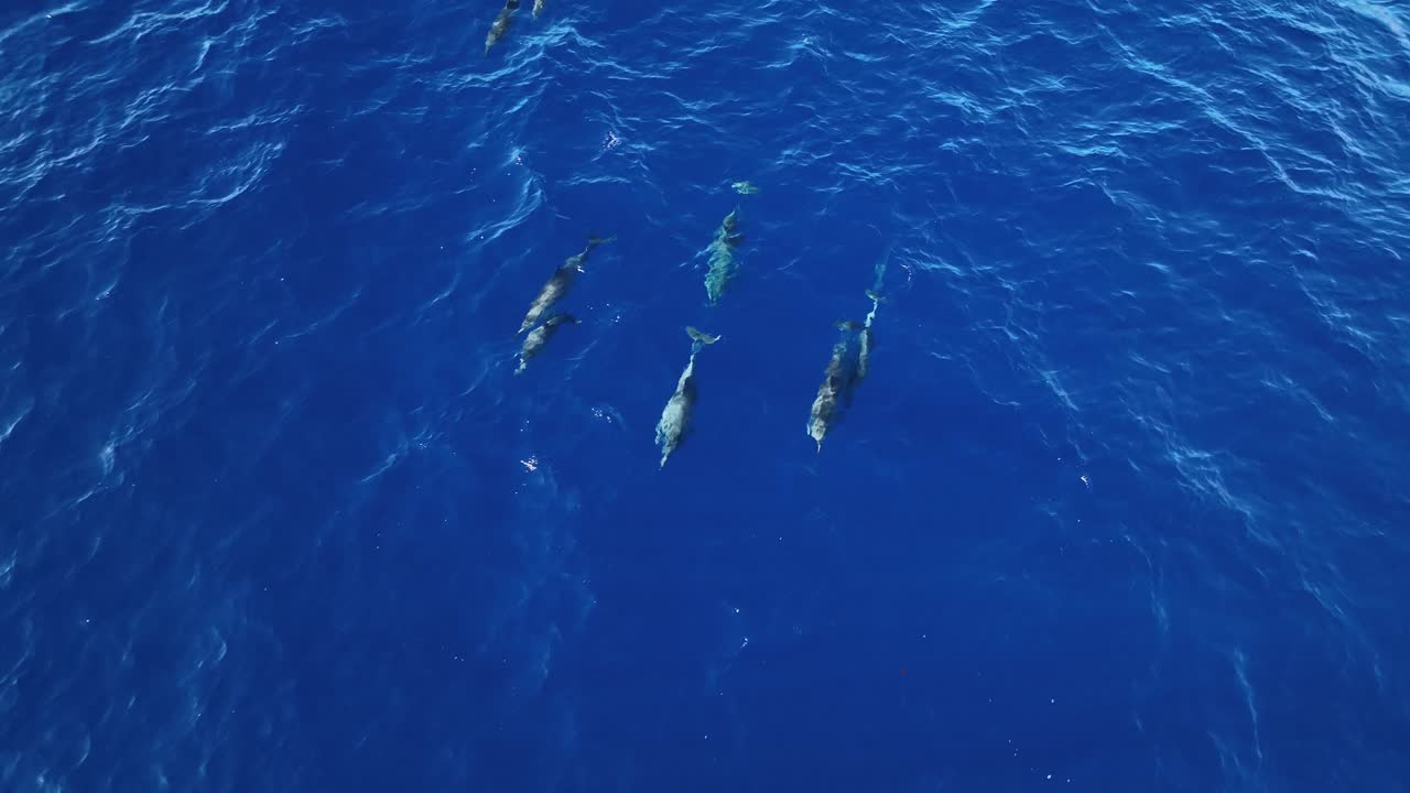 넓은 바다에서 구애 짝짓기 의식을 보여주는 돌고래