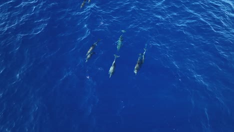 dolphins displaying courtship mating rituals in the open sea