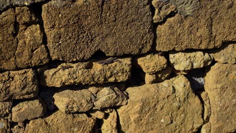 los lagartos escalan ágilmente la pared de roca iluminada por el sol, navegando por agujeros y piedras.