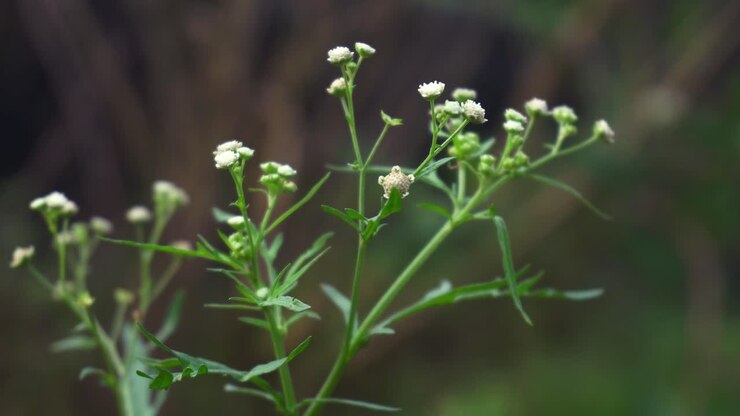 Parthenium is a poisonous plant with a variety of diseases that grow from flower molecules