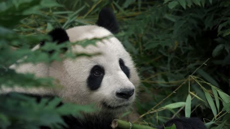 epic moody portrait close up of a giant panda feeding in 4k, uhd