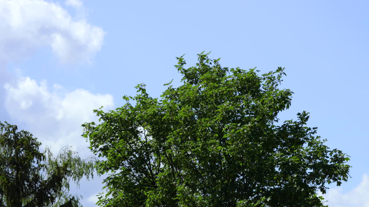 las copas de los árboles caducos durante un día soleado las hojas de los árboles se mueven con el viento en el fondo son nubes en el cielo azul