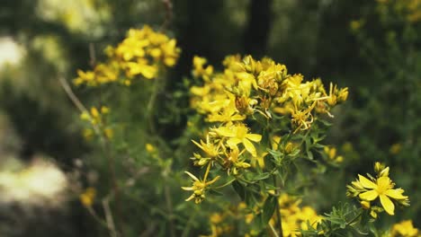 wildflowers, in los andes mountains of chile