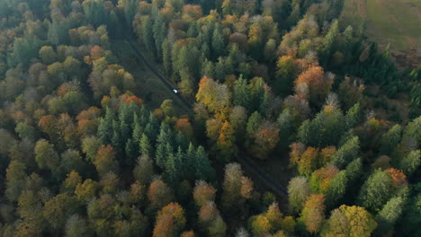 Vista-Aérea-De-La-Conducción-De-Automóviles-A-Través-De-La-Carretera-Con-Bosque-De-árboles-Otoñales-En-Fagne-Du-Rouge-Ponce-En-Saint-Hubert,-Bélgica