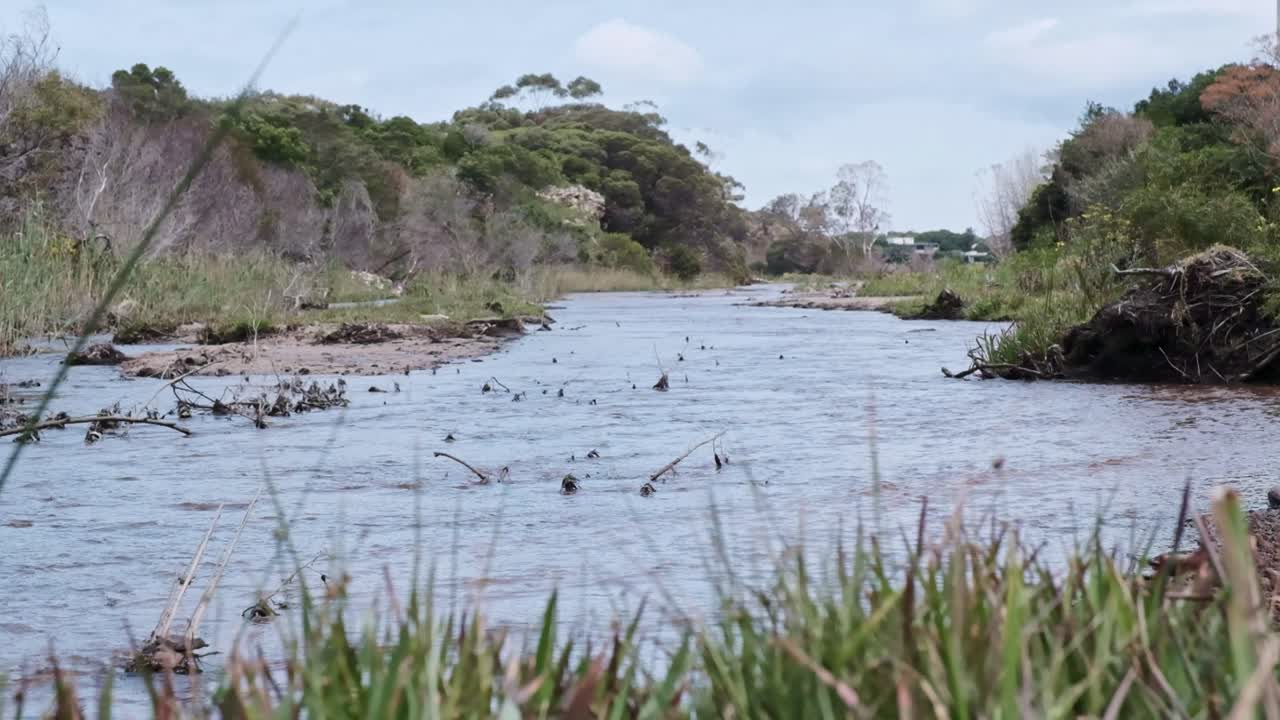 A river gently flows as plants grow on it's banks