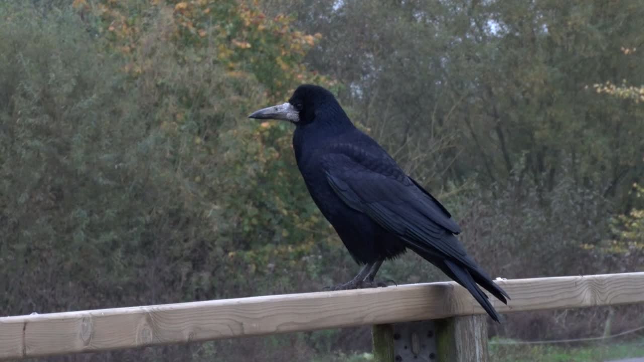 A Rook, Corvus frugilegus , perched on a fence. November. UK