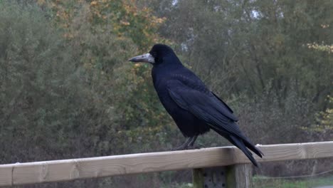 a rook, corvus frugilegus , perched on a fence. november. uk