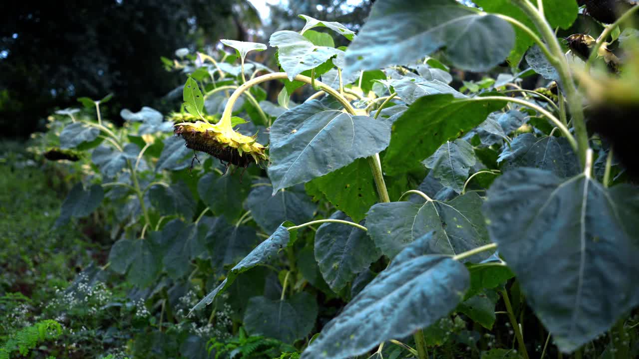Agricultural field of dry ripe sunflower ready for harvest at sunny autumn day close up,focusing on the texture of the drying seeds