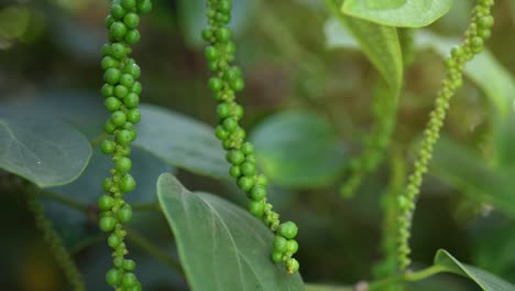 green pepper on the pepper tree garden, fresh black pepper plant in garden.