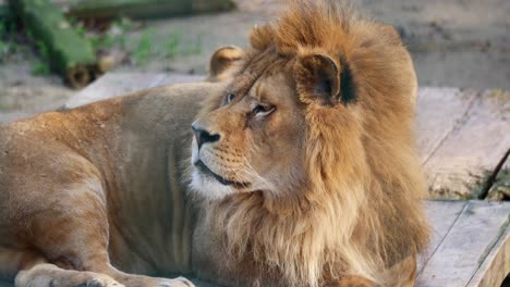 lion resting in zoo