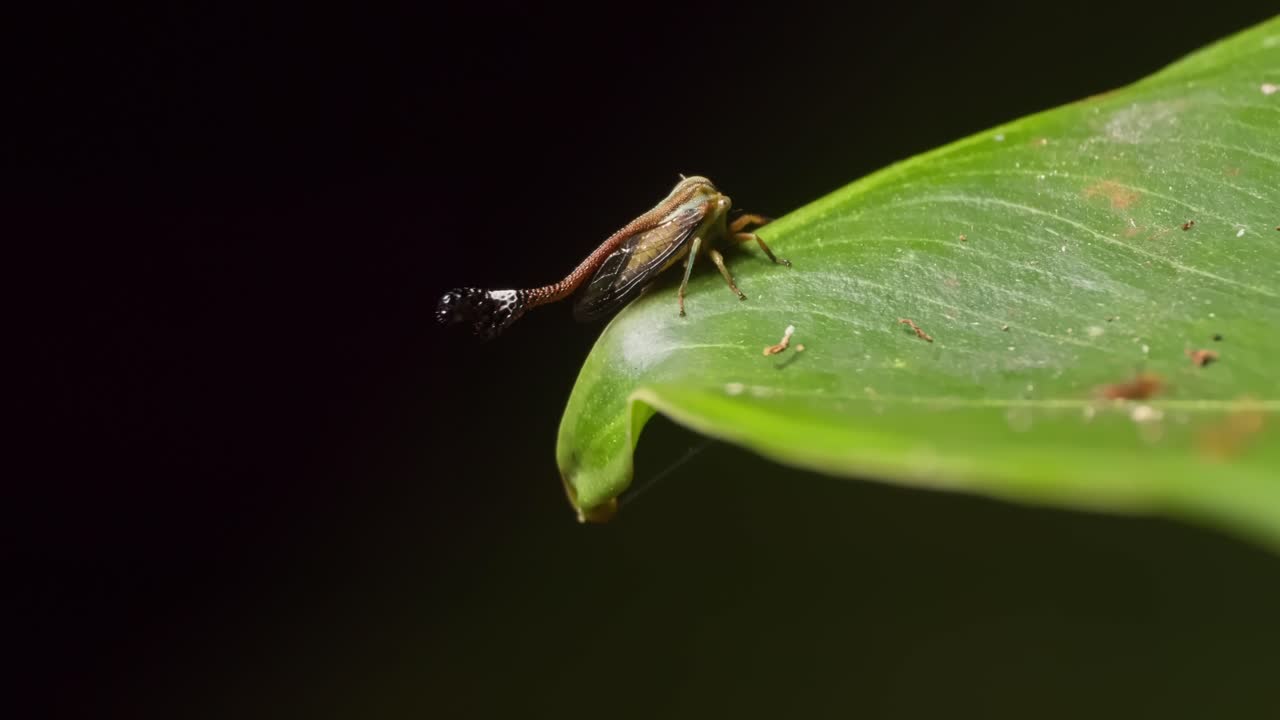 Un piccolo insetto cicalina cammina sul bordo di una foglia verde di notte, ripresa macro con tracking