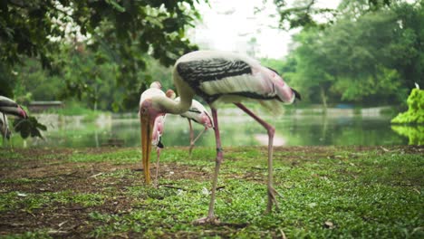 un paseo por cigüeña pintada con lago en backbround en el parque rodeado de árboles