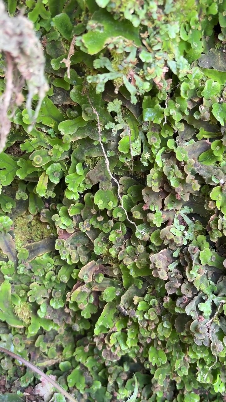 Primo piano di epatiche verdi lussureggianti che crescono su una superficie rocciosa umida