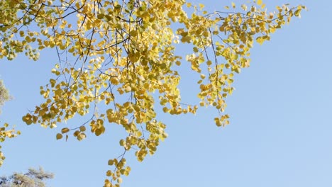 Una-Toma-En-Cámara-Lenta-De-Hojas-Alienígenas-En-Otoño