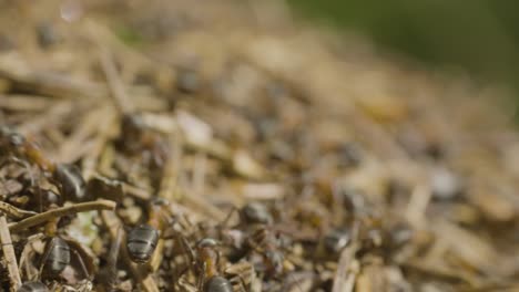 ants in an ant hill