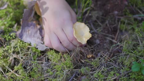 toddler girl is picking mushrooms in a forest during the summer-1