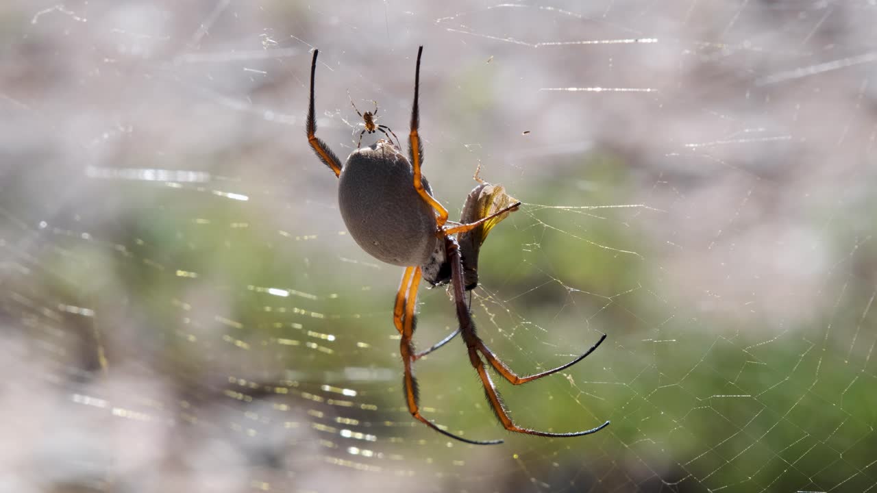 primer plano de la araña tejedora de seda dorada en