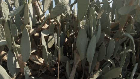 A-truck-camera-movement-of-green-cactuses-in-a-park