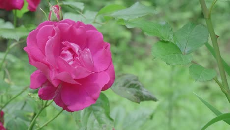 Close-up-of-pink-bloomed-rose-moving-in-the-wind-on-a-green-field,-blurred-background