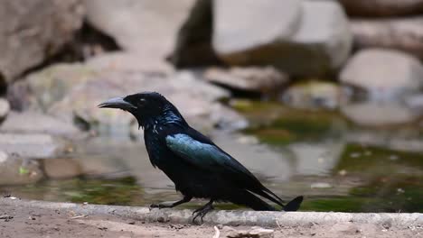 El-Drongo-Con-Cresta-De-Pelo-O-Es-Un-Ave-En-Asia-De-La-Familia-Dicruridae-Que-Era-Conespecífico-Con-Dicrurus-Bracteatus-O-Drongo-Con-Lentejuelas-En-El-Que-Puede-Ser-Difícil-Diferenciar-Entre-Sí