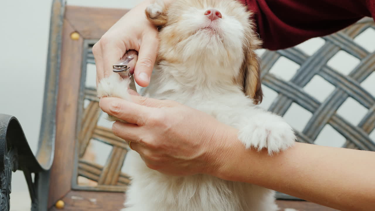 강아지 발톱 다듬기