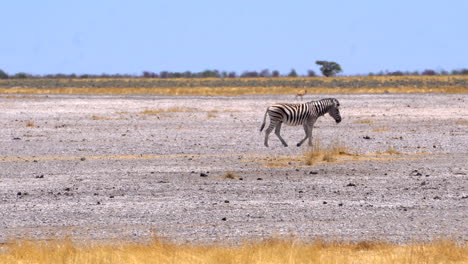 Zebras-Im-Etosha-Nationalpark