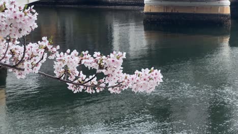 Branch-of-cherry-blossom-sakura-pink-white-flowers-over-calm-blue-water-river-stillness-panoramic-natural-picturesque-shot