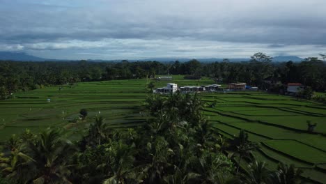 Noche-Descendiendo-Sobre-Tierras-De-Cultivo-En-Terrazas-De-Arroz,-Ubud,-Bali,-Indonesia