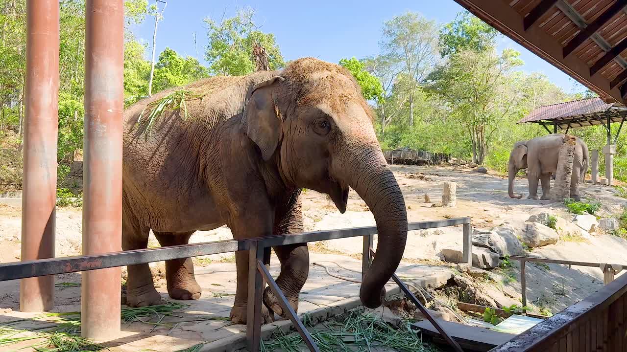 동물원 환경에서 상호 작용하는 코끼리
