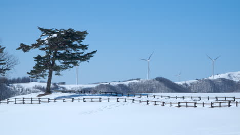 wind turbines spinning at snow covered daegwallyeong sky ranch, korea