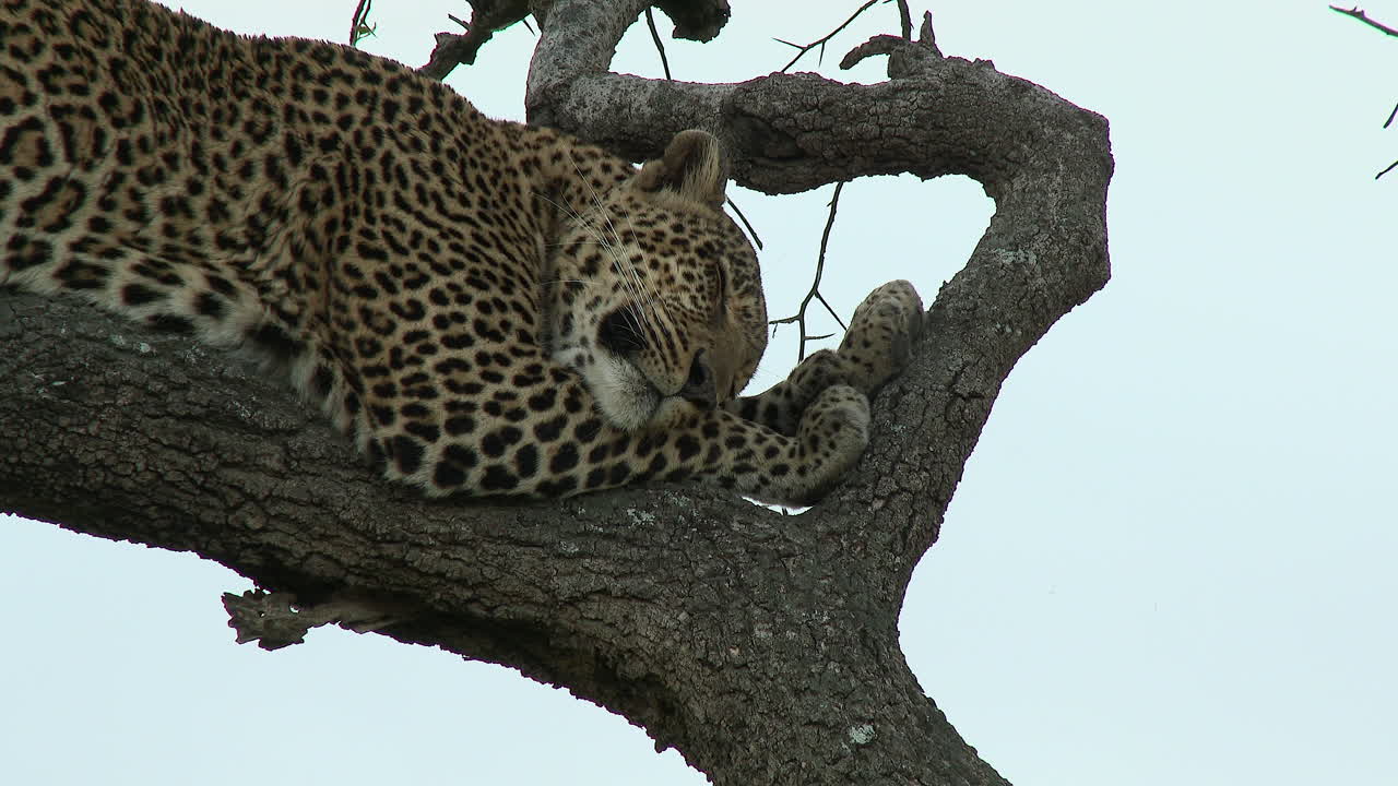 leopardo durmiendo en una rama, durante la puesta de sol, masai mara, kenia