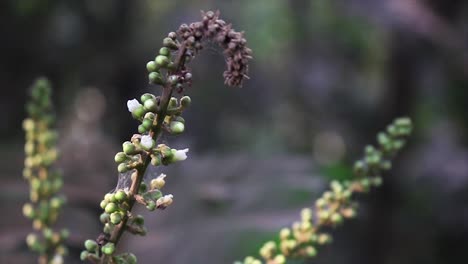 Nahaufnahme-Einer-Pflanze-Mit-Kleinen-Grünen-Knospen,-Die-Mit-Bokeh-Hintergrund-Schwanken